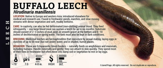 Hirudinaria manillensis 'Buffalo Leech' label