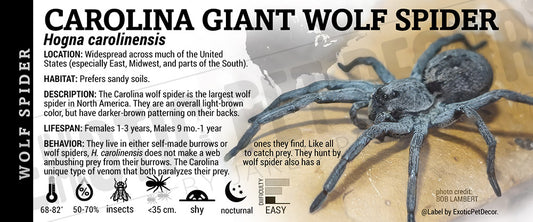 Hogna carolinensis 'Carolina Giant Wolf Spider' label