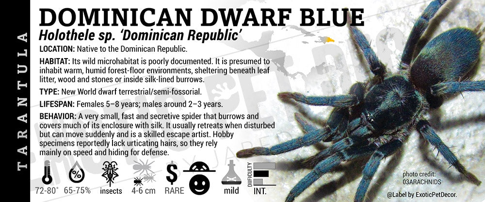 Holothele sp. "Dominican Republic" 'Dominican Dwarf Blue' Tarantula label