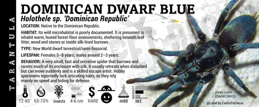 Holothele sp. "Dominican Republic" 'Dominican Dwarf Blue' Tarantula label