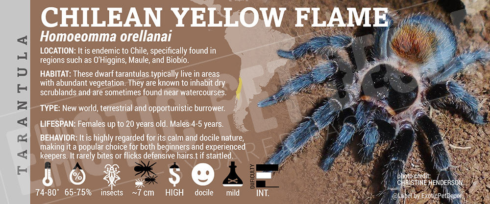 Homoeomma orellanai 'Chilean Yellow Flame' Tarantula label