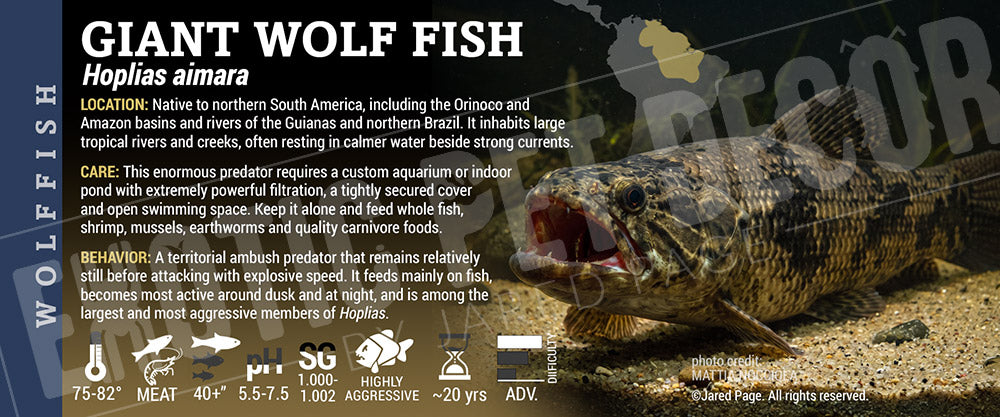 Hoplias aimara 'Giant Wolf Fish' label