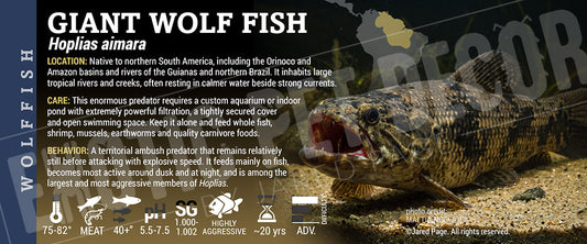 Hoplias aimara 'Giant Wolf Fish' label