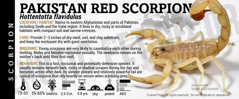 Hottentotta flavidulus 'Pakistan Red' Scorpion label