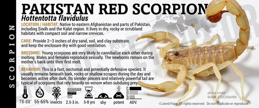 Hottentotta flavidulus 'Pakistan Red' Scorpion label