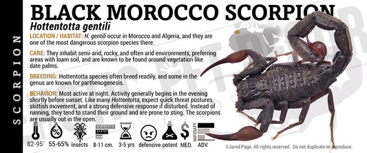 Hottentotta gentili 'Black Morocco Scorpion' label