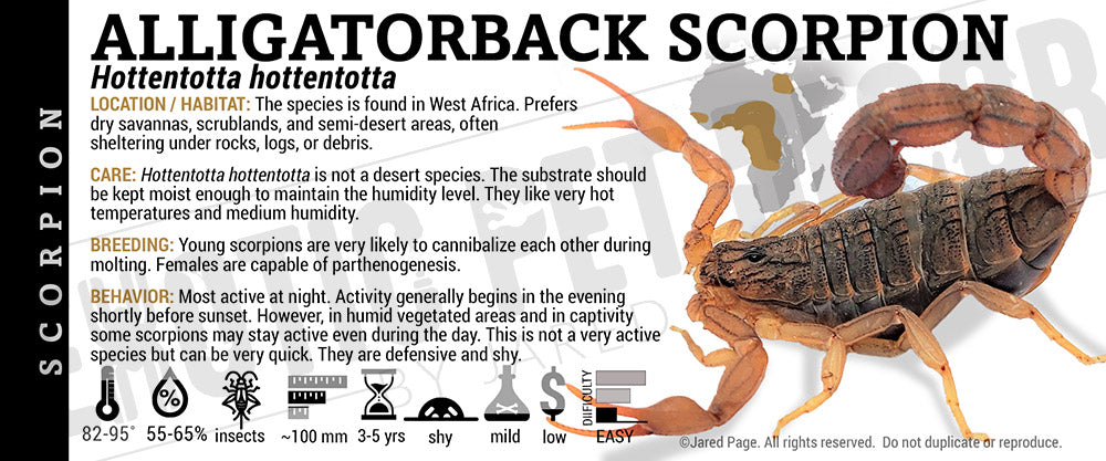 Hottentotta hottentotta 'Alligatorback' Scorpion label