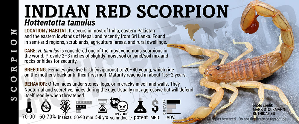 Hottentotta tamulus 'Indian Red' Scorpion label
