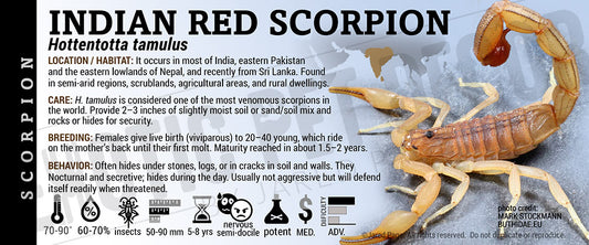 Hottentotta tamulus 'Indian Red' Scorpion label
