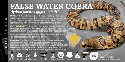 Hydrodynastes gigas 'False Water' Cobra