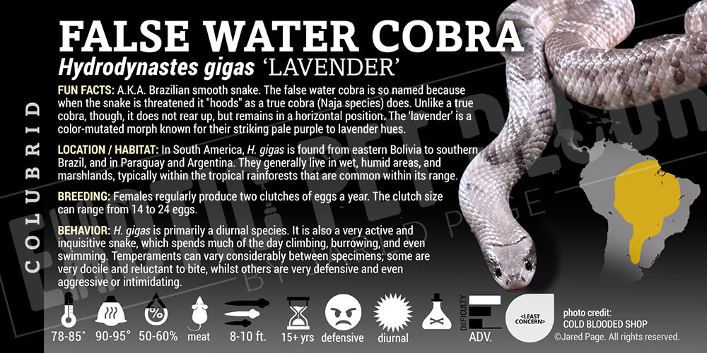 Hydrodynastes gigas 'False Water' Cobra