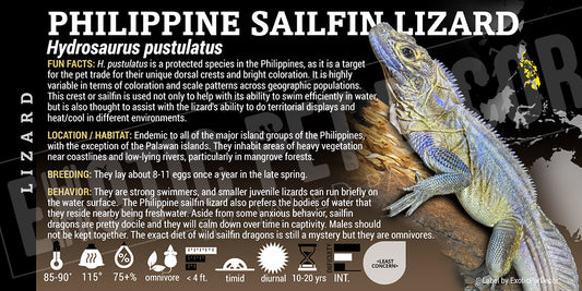 Hydrosaurus pustulatus 'Philippine Sailfin' Lizard
