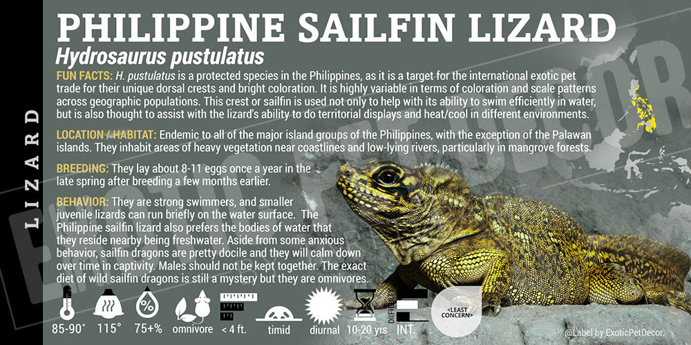 Hydrosaurus pustulatus 'Philippine Sailfin' Lizard