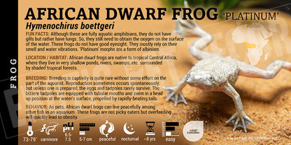 Hymenochirus 'African Dwarf' Frog