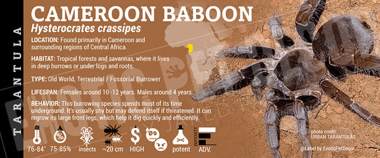 Hysterocrates crassipes 'Cameroon Baboon' Tarantula label