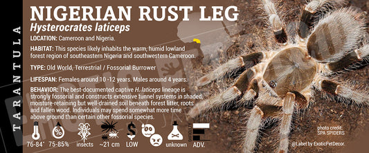 Hysterocrates laticeps 'Nigerian Rust Leg Baboon' Tarantula label
