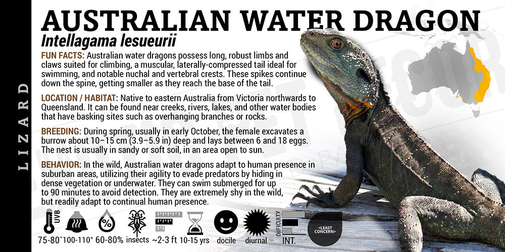 Lable Lizard Intellagama lesueurii 'Australian Water Dragon' Lizard Cards and ...