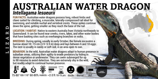 Intellagama lesueurii 'Australian Water Dragon' Lizard