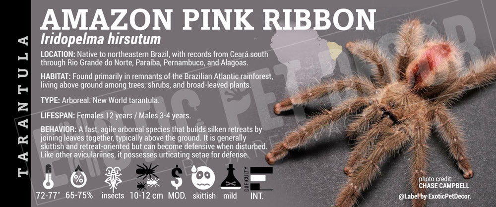 Iridopelma hirsutum 'Amazon Pink Ribbon' Tarantula label