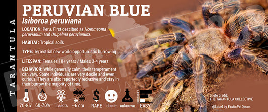 Isiboroa peruviana 'Peruvian Blue' Tarantula label