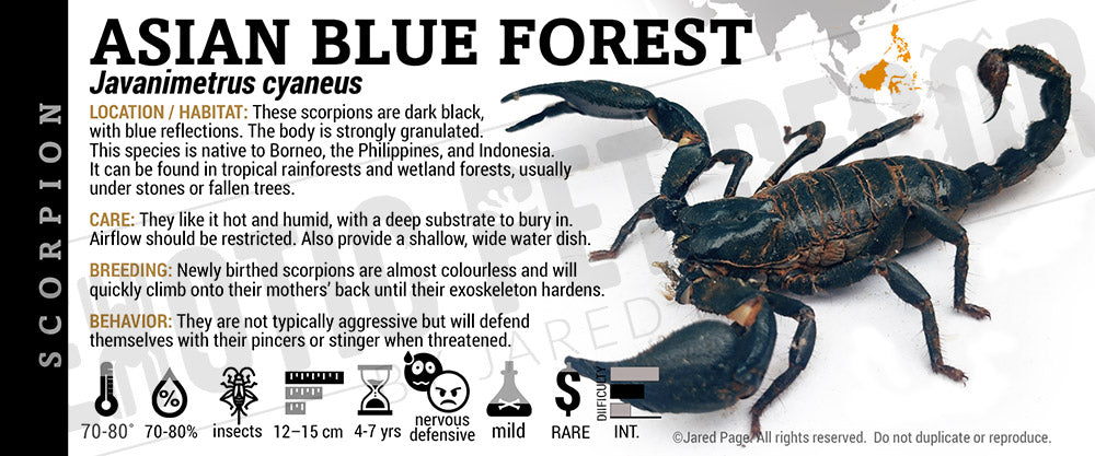 Javanimetrus cyaneus 'Asian Blue Forest' Scorpion label
