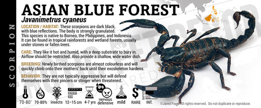 Javanimetrus cyaneus 'Asian Blue Forest' Scorpion label