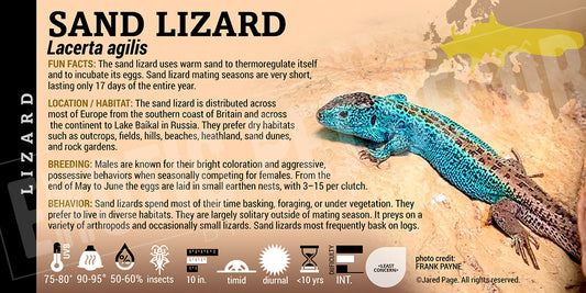 Lacerta agilis 'Sand Lizard' label