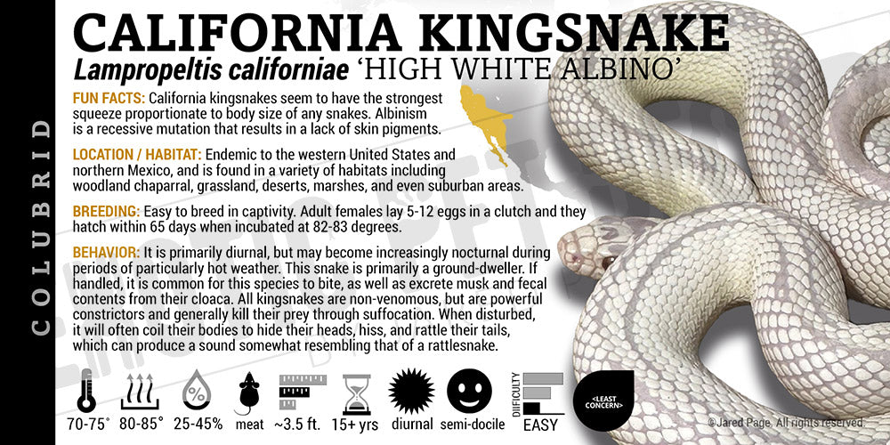 Lampropeltis californiae 'California Kingsnake'