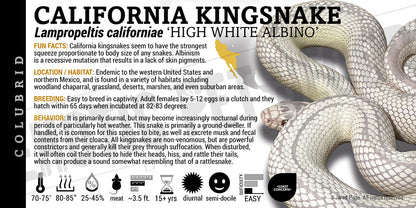 Lampropeltis californiae 'California Kingsnake'