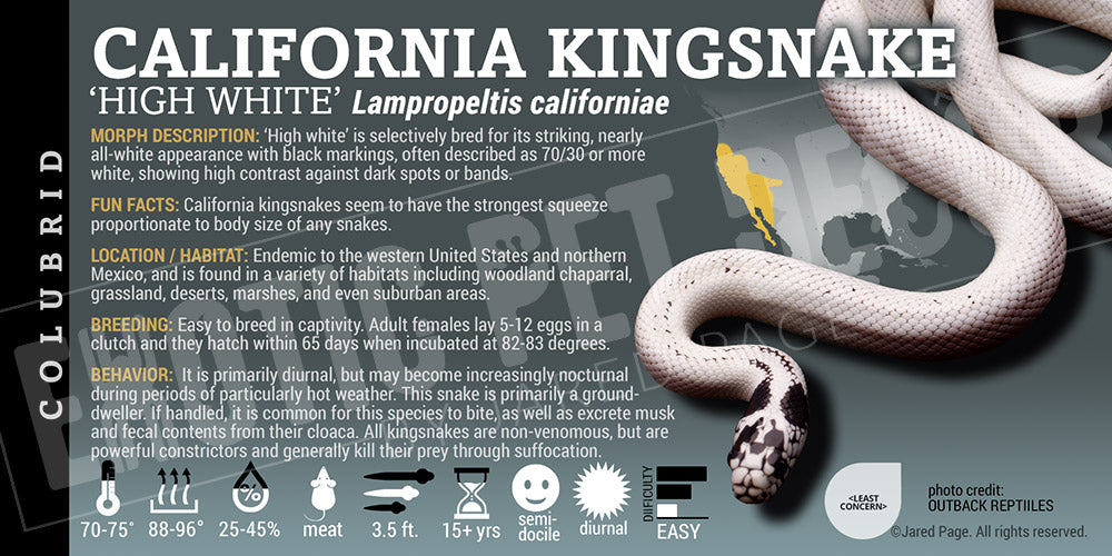 Lampropeltis californiae 'California Kingsnake'