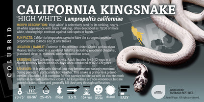 Lampropeltis californiae 'California Kingsnake'
