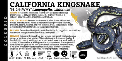 Lampropeltis californiae 'California Kingsnake'