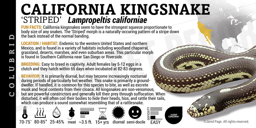 Lampropeltis californiae 'California Kingsnake'