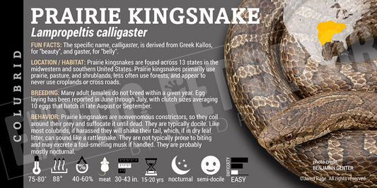 Lampropeltis calligaster 'Prairie Kingsnake' label