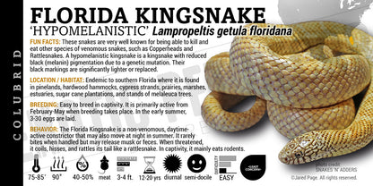 Lampropeltis getula floridana 'Florida Kingsnake'