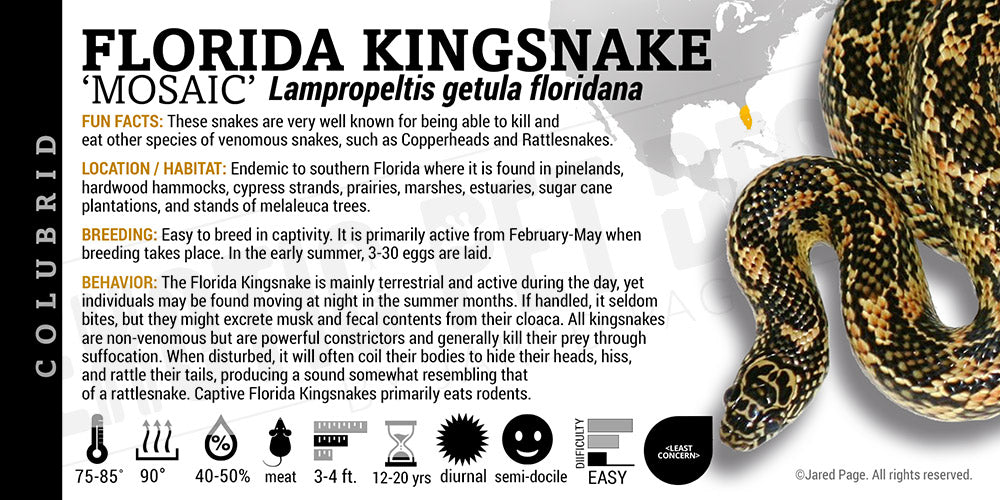 Lampropeltis getula floridana 'Florida Kingsnake'