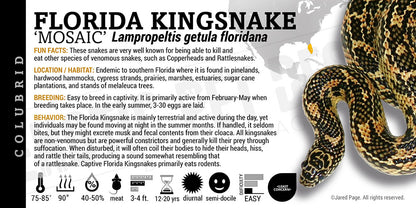 Lampropeltis getula floridana 'Florida Kingsnake'