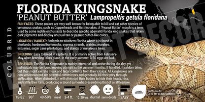Lampropeltis getula floridana 'Florida Kingsnake'