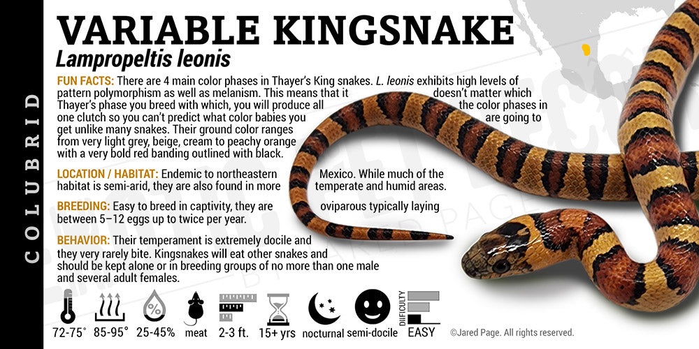 Lampropeltis leonis 'Leonis Variable Kingsnake'