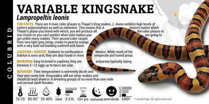 Lampropeltis leonis 'Leonis Variable Kingsnake'