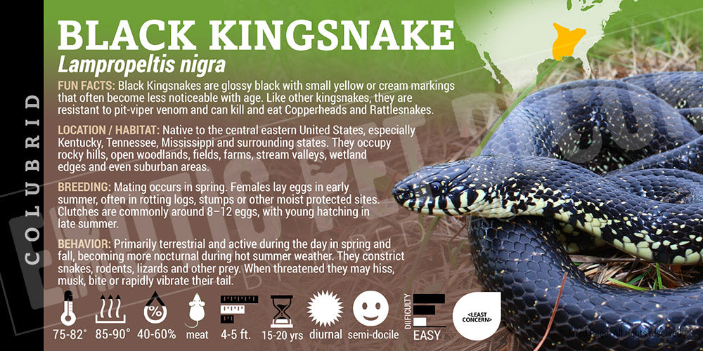 Lampropeltis nigra 'Black Kingsnake' label
