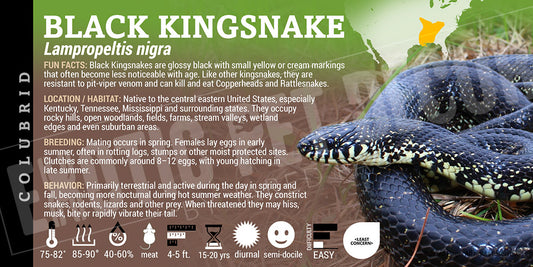 Lampropeltis nigra 'Black Kingsnake' label