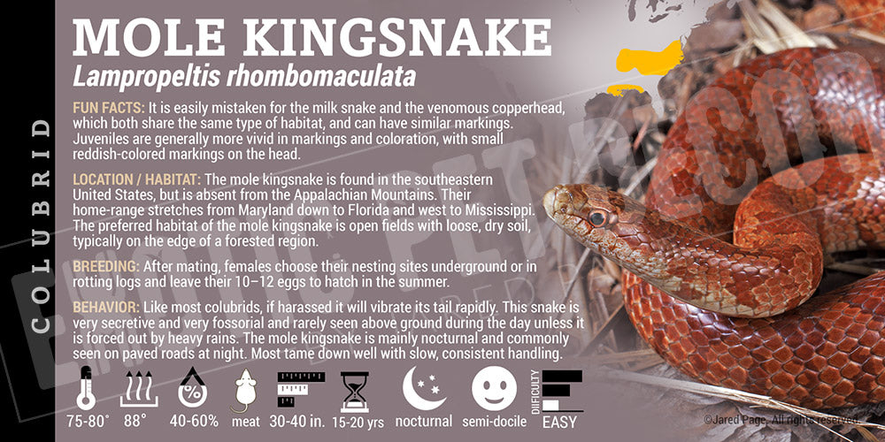 Lampropeltis rhombomaculata 'Mole Kingsnake' label