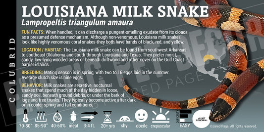 Lampropeltis triangulum amaura 'Louisiana Milk Snake' label