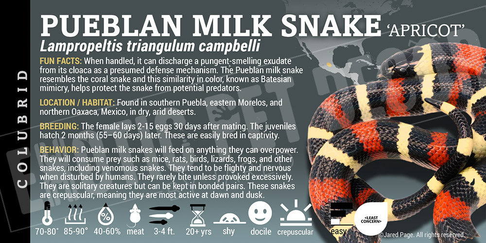 Lampropeltis triangulum campbelli 'Pueblan Milksnake'