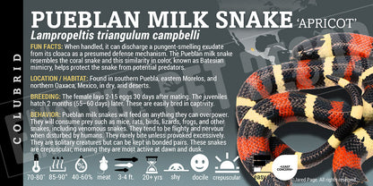 Lampropeltis triangulum campbelli 'Pueblan Milksnake'