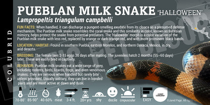 Lampropeltis triangulum campbelli 'Pueblan Milksnake'