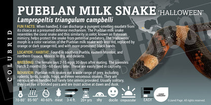 Lampropeltis triangulum campbelli 'Pueblan Milksnake'