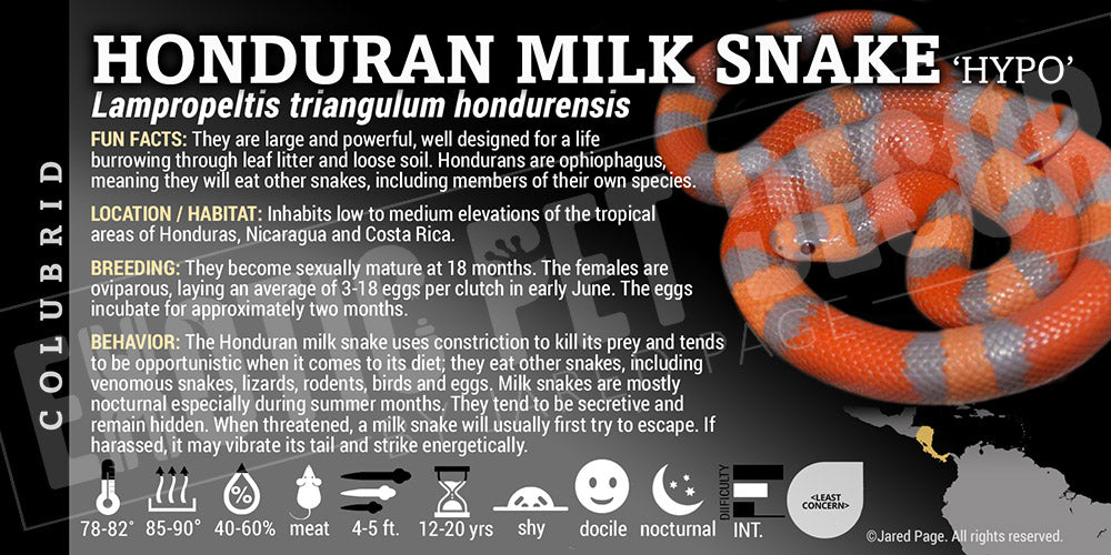 Lampropeltis triangulum hondurensis 'Honduran Milksnake'