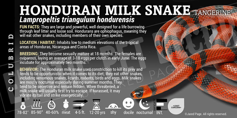 Lampropeltis triangulum hondurensis 'Honduran Milksnake'